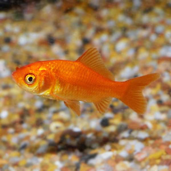 Common Goldfish Common Goldfish
