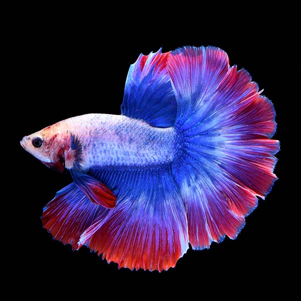 Stars & Stripes Betta - Male Stars & Stripes Betta - Male