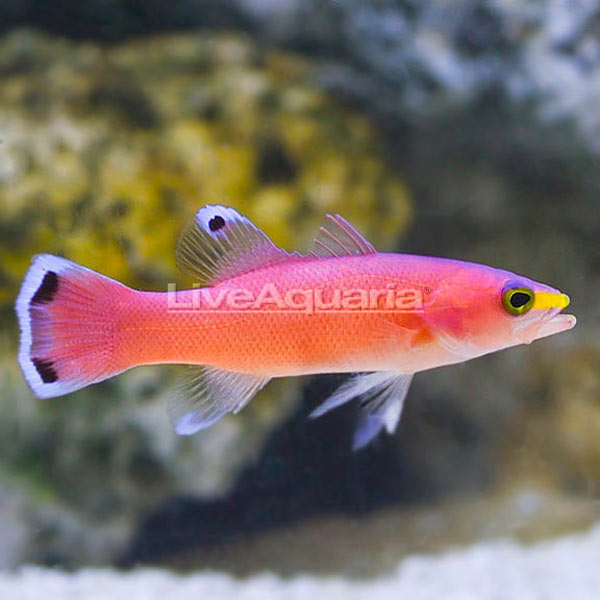 Caribbean Deepwater Cave Basslet Caribbean Deepwater Cave Basslet
