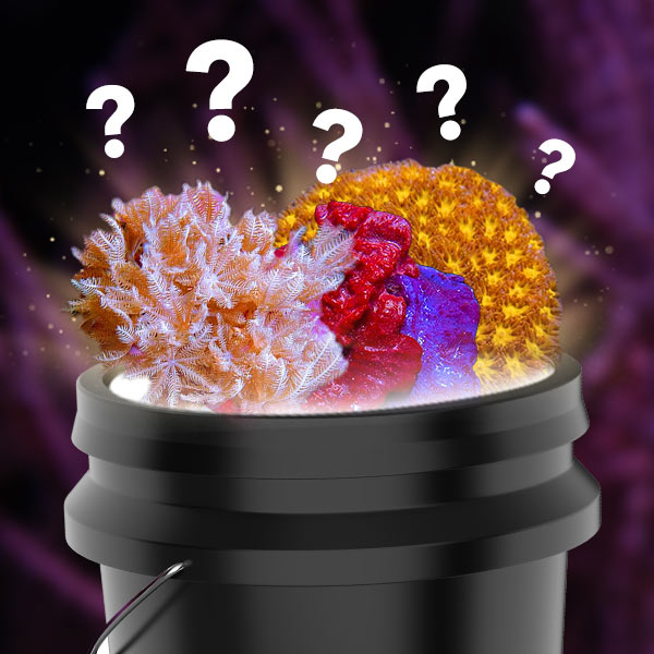 Mystery Coral Mystery Coral