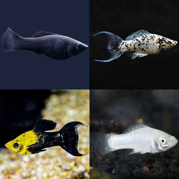 LiveAquaria® Premium SALTY Plant-Safe Freshwater Fish Pack LiveAquaria® Premium SALTY Plant-Safe Freshwater Fish Pack