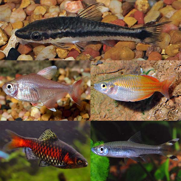 LiveAquaria® Premium SQUAD Plant-Safe Freshwater Fish Pack LiveAquaria® Premium SQUAD Plant-Safe Freshwater Fish Pack