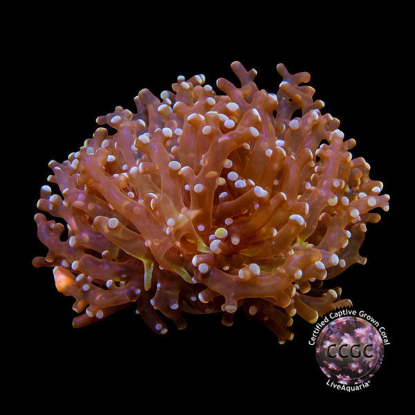 LiveAquaria® CCGC Aquacultured Gold Frogspawn Coral LiveAquaria® CCGC Aquacultured Gold Frogspawn Coral