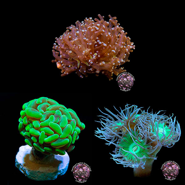 LiveAquaria® CCGC Aquacultured Coral Frag 3 Pack, Froggy LiveAquaria® CCGC Aquacultured Coral Frag 3 Pack, Froggy