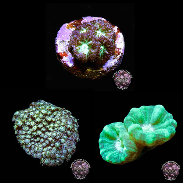 LiveAquaria® CCGC Aquacultured Coral Frag 3 Pack, Blast LiveAquaria® CCGC Aquacultured Coral Frag 3 Pack, Blast