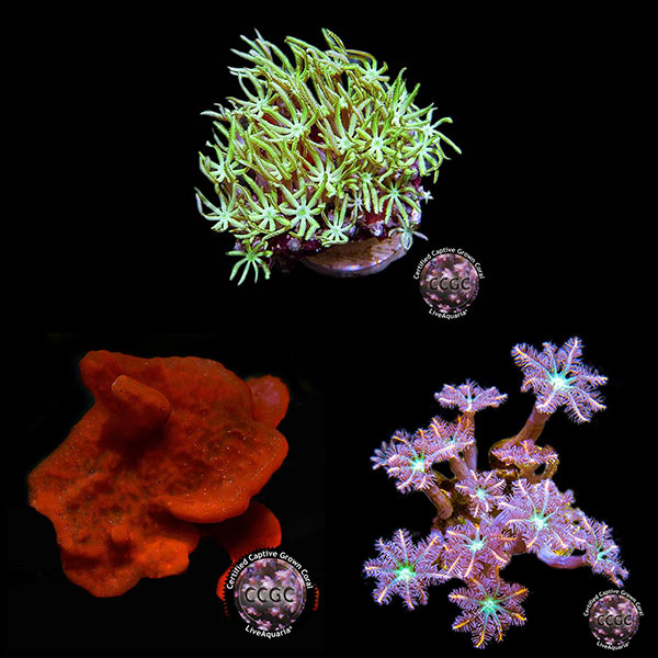 LiveAquaria® CCGC Aquacultured Coral Frag 3 Pack, Summer Edition LiveAquaria® CCGC Aquacultured Coral Frag 3 Pack, Summer Edition