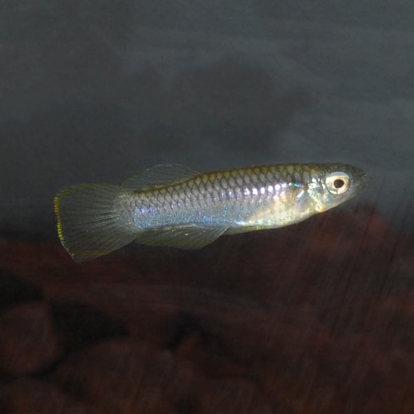 Red Neon Blue Eye Rainbowfish Red Neon Blue Eye Rainbowfish
