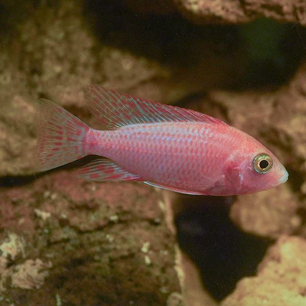 Dragon Blood Peacock Cichlid Dragon Blood Peacock Cichlid