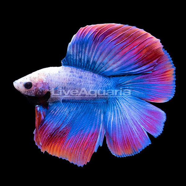 Halfmoon Doubletail Betta, Male Halfmoon Doubletail Betta, Male