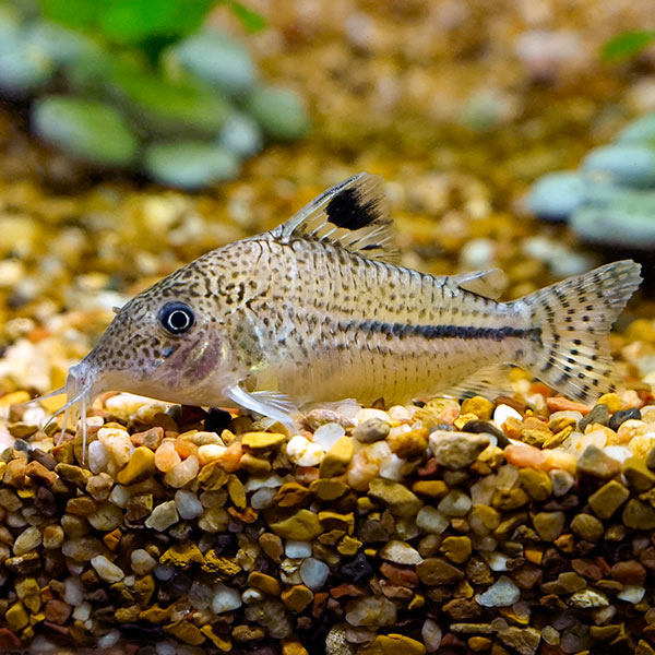 Leopard Catfish Leopard Catfish