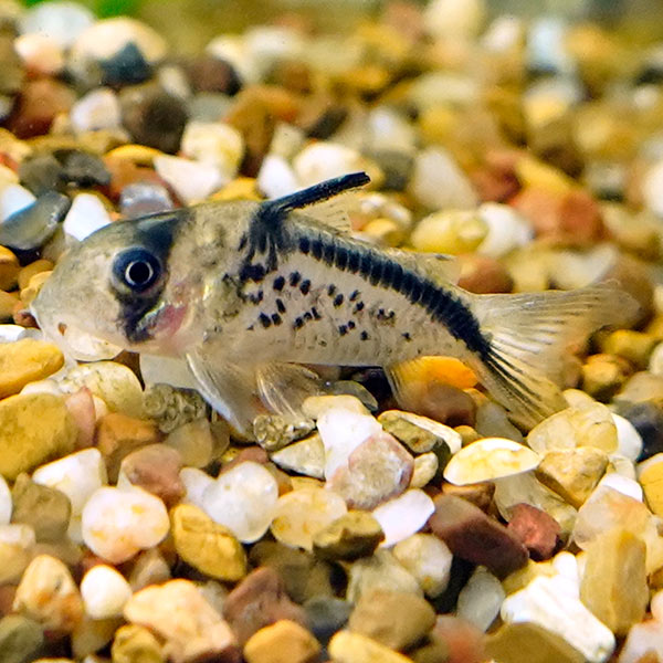 Loxozonus Catfish Loxozonus Catfish