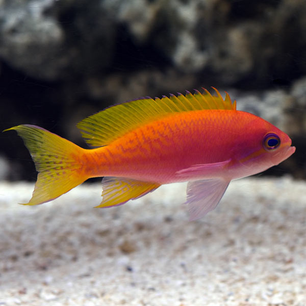 Bimaculatus Anthias Bimaculatus Anthias