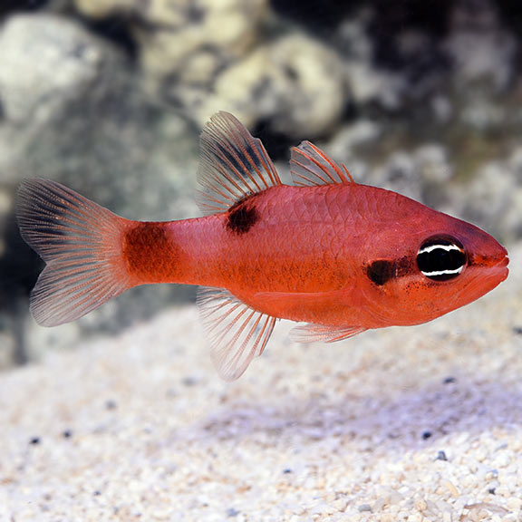 Flame Cardinalfish Flame Cardinalfish