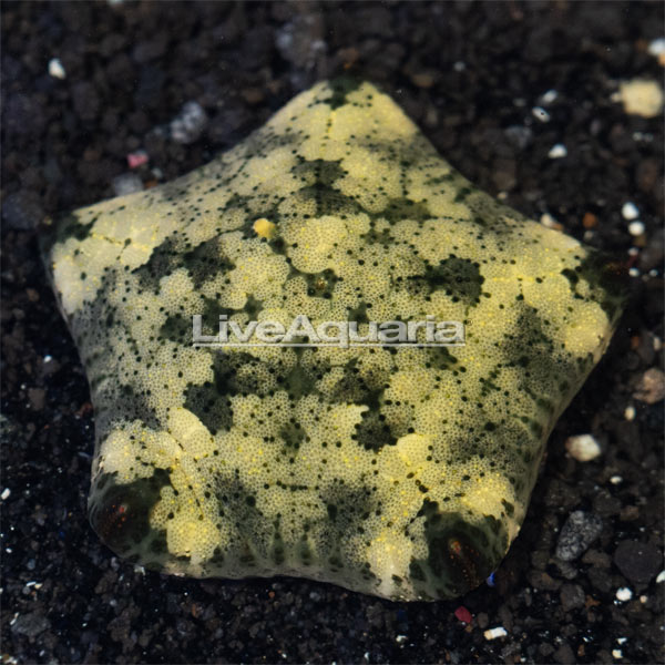 Cushion Sea Star Cushion Sea Star