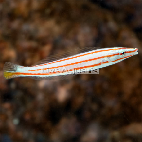 Candy Cane Wrasse Candy Cane Wrasse