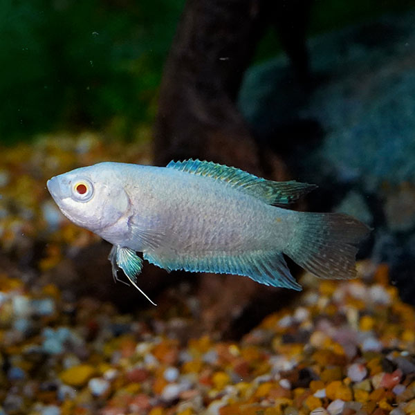 Albino Paradise Gourami Albino Paradise Gourami