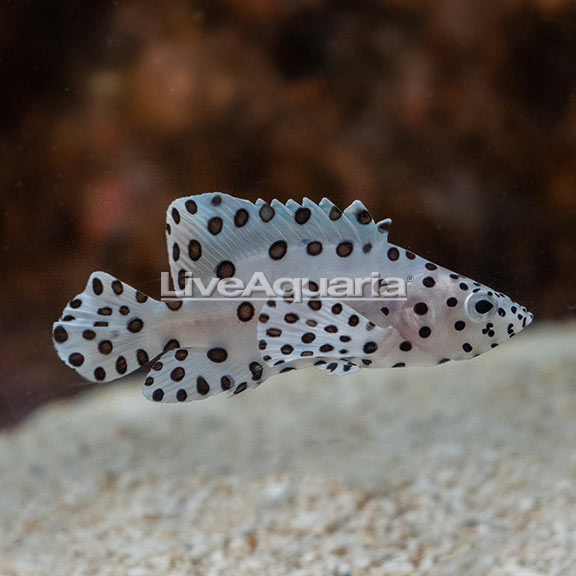 Panther Grouper Panther Grouper