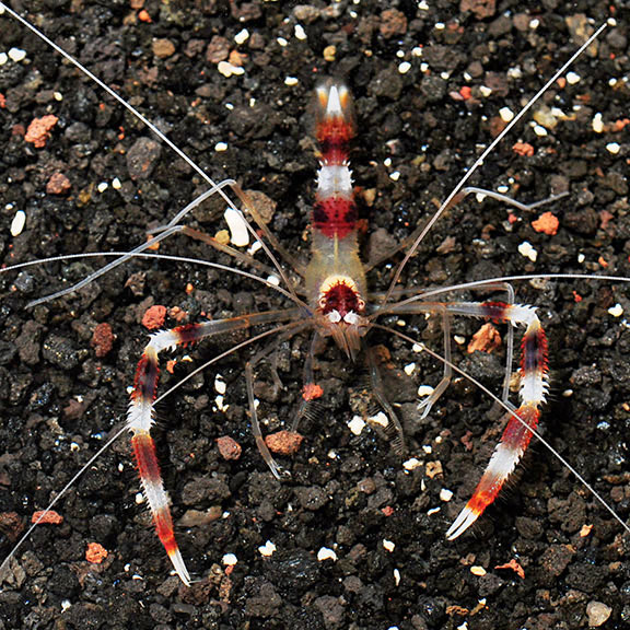 Banded Coral Shrimp Banded Coral Shrimp