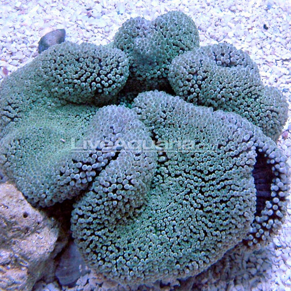Haddon's Carpet Anemone Haddon's Carpet Anemone