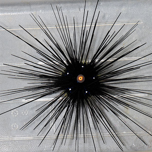 Longspine Urchin, Black Longspine Urchin, Black
