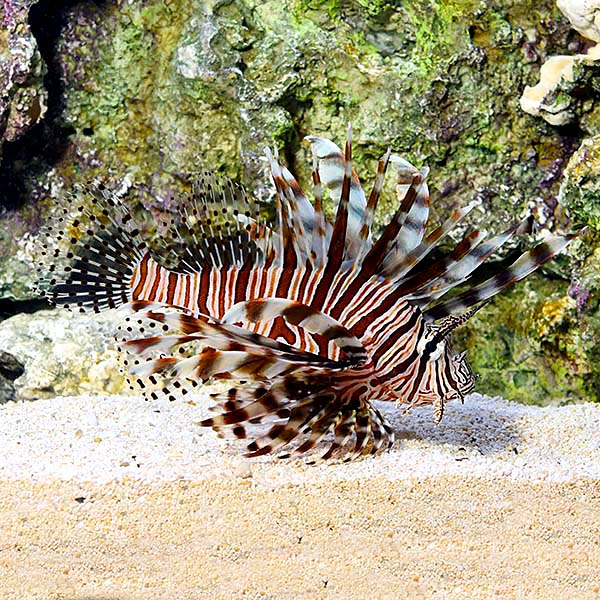 Volitan Lionfish, Colored Volitan Lionfish, Colored
