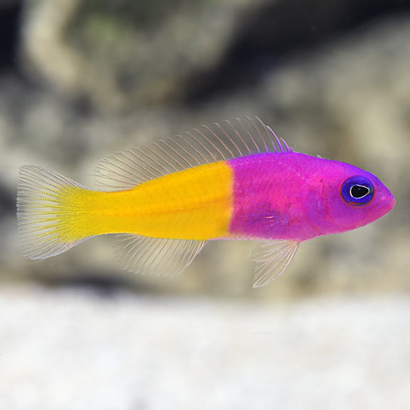 Bicolor Dottyback Bicolor Dottyback
