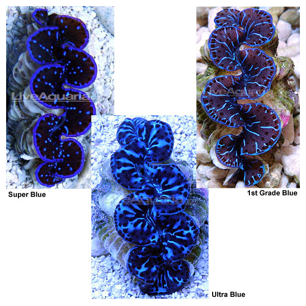 Red Sea Maxima Clam Blue, Aquacultured Red Sea Maxima Clam Blue, Aquacultured