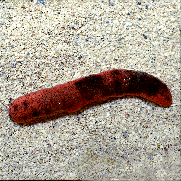 Sea Cucumber EXPERT ONLY Sea Cucumber EXPERT ONLY