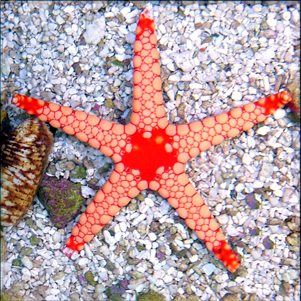 Tile Sea Star, Orange/Red Tile Sea Star, Orange/Red