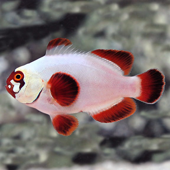 Captive-Bred Gold Nugget Maroon Clownfish Captive-Bred Gold Nugget Maroon Clownfish