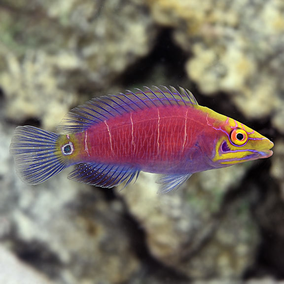 Mystery Wrasse Mystery Wrasse