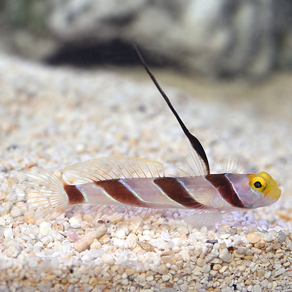 Hi Fin Red Banded Goby Hi Fin Red Banded Goby
