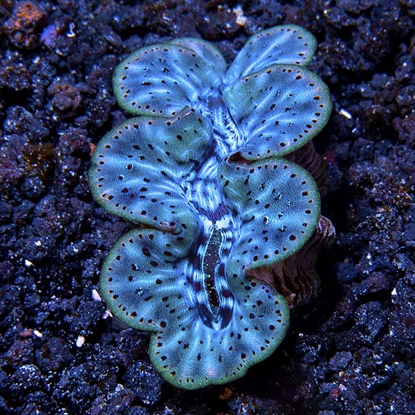 Ultra Grade Maxima Clams Ultra Grade Maxima Clams