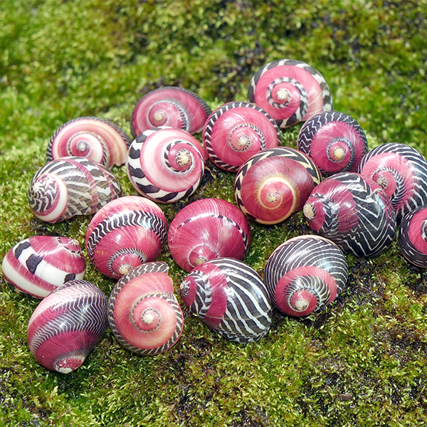 Red Racer Nerite Snails Red Racer Nerite Snails