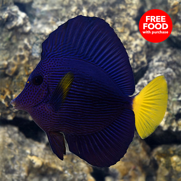 Purple Tang with FREE Food Purple Tang with FREE Food