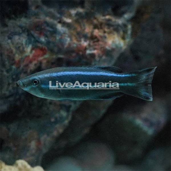 Four Line Cleaner Wrasse Four Line Cleaner Wrasse