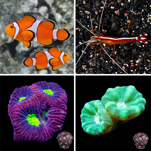 Nano Reef Bundle Nano Reef Bundle