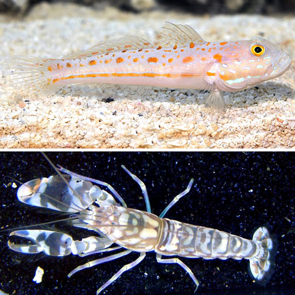 Goby and Shrimp Bundle Goby and Shrimp Bundle
