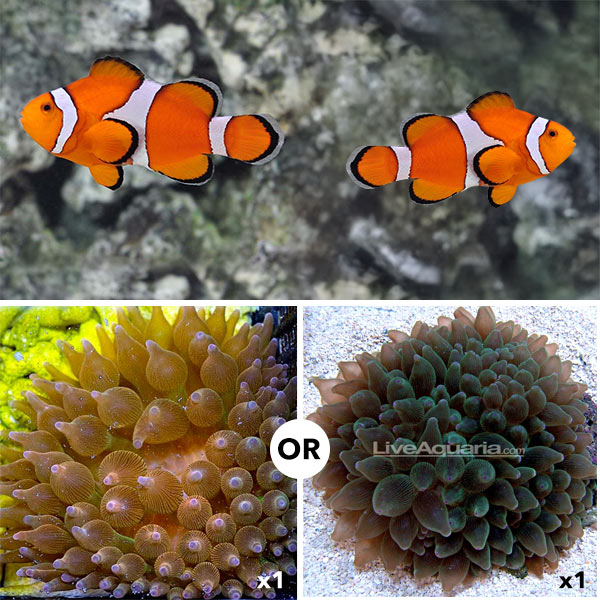 Clownfish and Anemone Bundle Clownfish and Anemone Bundle