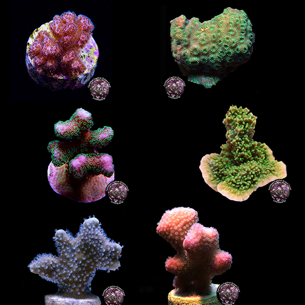 LiveAquaria® SPS Coral Mega Pack LiveAquaria® SPS Coral Mega Pack