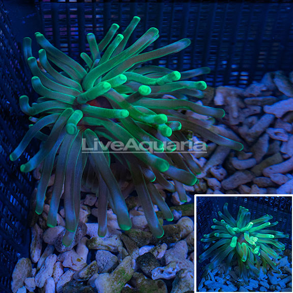 Condy Anemone Condy Anemone