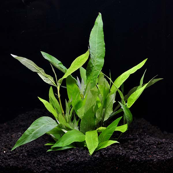 Hygrophila Hygrophila