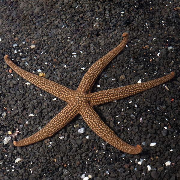 Green Sea Star Green Sea Star