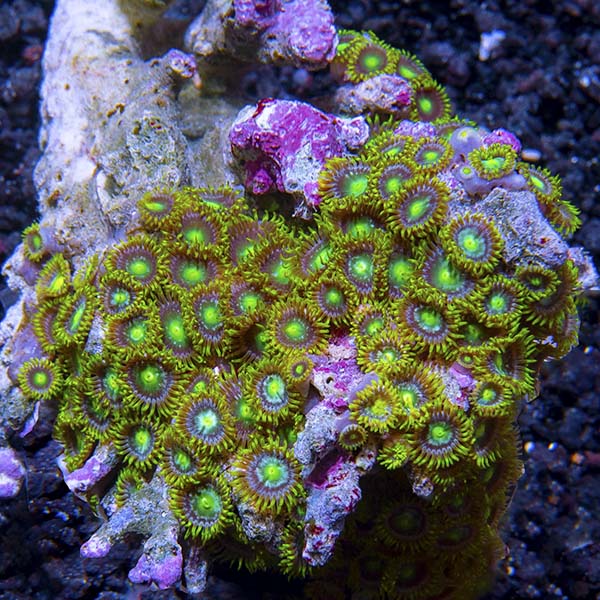 Colony Polyp, Orange/Green Colony Polyp, Orange/Green
