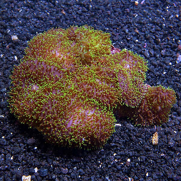 Hairy Mushroom Coral Hairy Mushroom Coral