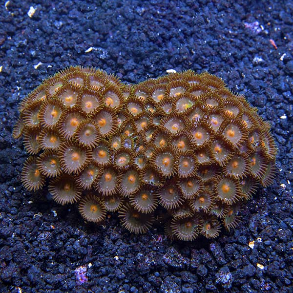 Colony Polyp, Orange Spot Colony Polyp, Orange Spot