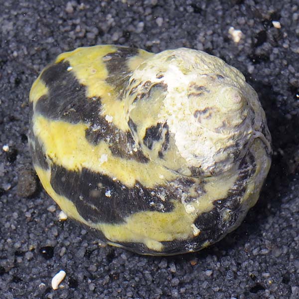 Zebra Turbo Snail Zebra Turbo Snail