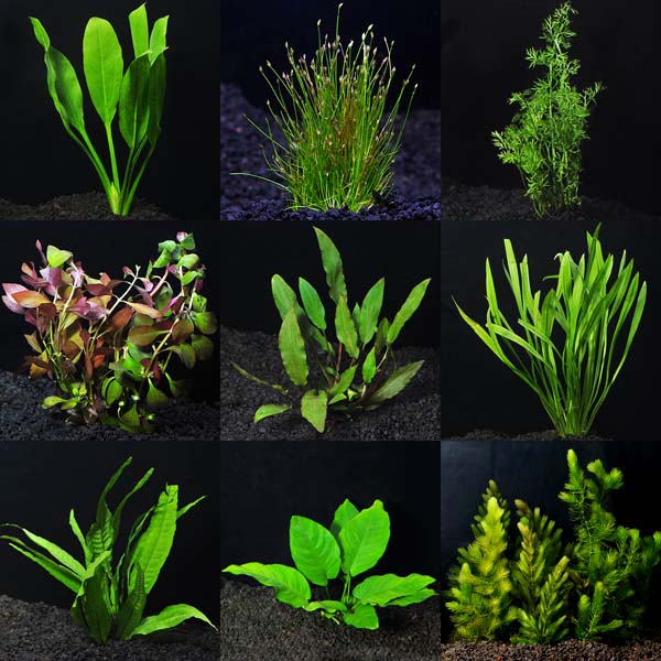 Aquarium Plant Pack - Deluxe Aquarium Plant Pack - Deluxe