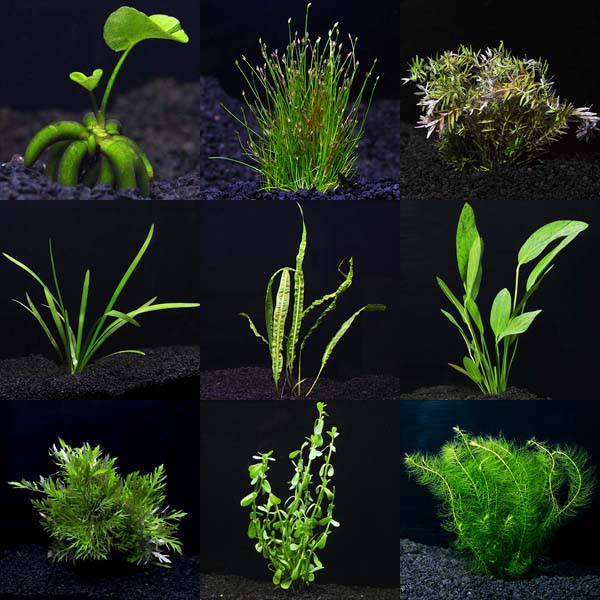 Aquarium Plant Pack - Mega Aquarium Plant Pack - Mega