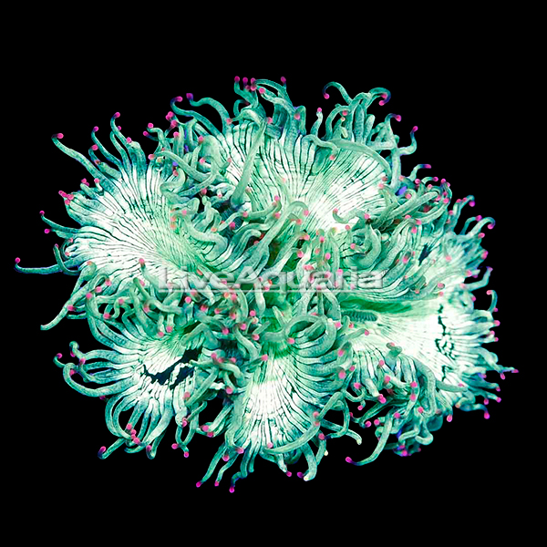 Elegance Coral Elegance Coral